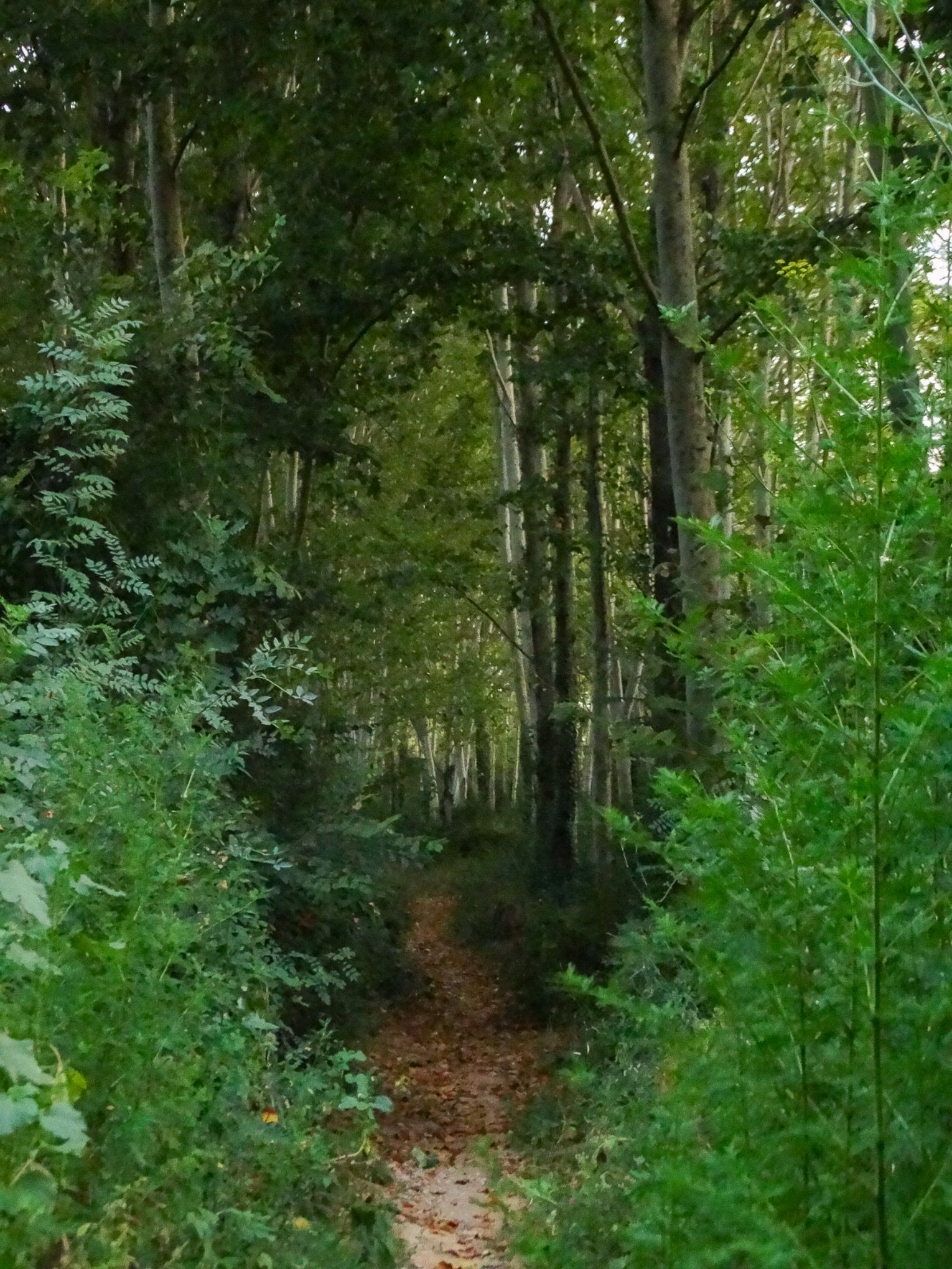 Esther racons bosc can plandolit (2)
